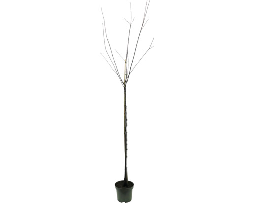 Baum ohne Blätter im Topf
