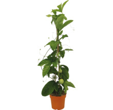 Passionsblume im Topf mit Rankhilfe