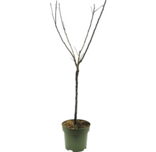 Baum ohne Blätter im Topf