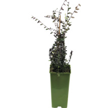 Im Topf gezogene Hebe-Pflanze.