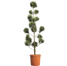 Säulenzypresse im Topf