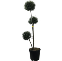 Dreifach-Formgehölz im Topf