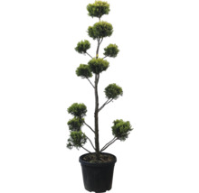 Säulenzypresse in einem Topf mit mehreren kugelförmigen Formschnitten