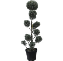 Topfpflanze mit kugelförmigem Schnitt