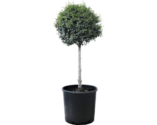 Kugel-Liguster 1/4 Stamm FloraSelf Ligustrum jonandrum C 10 L Kugelbaum im Topf