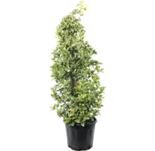 Im Topf gezogener Spindelstrauch als Formgehölz