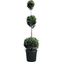 Dreistufige Cupressocyparis leylandii Zypressen-Formschnitt-Pflanze im Topf
