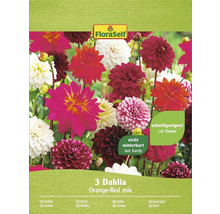 Packung Dahlien Blumenzwiebeln, Orange-Rot Mix, nicht winterhart