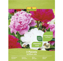 Packung Päonien Lactiflora Mischung, winterhart, duftend und als Schnittblume geeignet