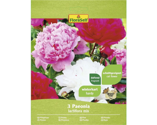 Packung Päonien Lactiflora Mischung, winterhart, duftend und als Schnittblume geeignet