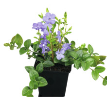 Immergrün Pflanze mit violetten Blüten in einem Topf