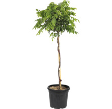 Blauregen als Hochstamm im Topf