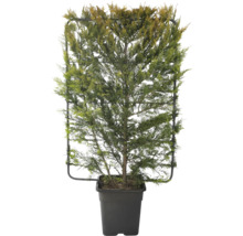 Im Topf gezogene Zypresse mit Rankhilfe