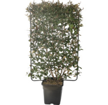 Immergrüne Ölweide am Spalier im Topf