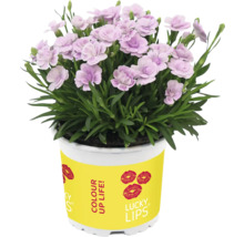 Nelke im Topf mit gelbem Etikett und Lippenmotiven