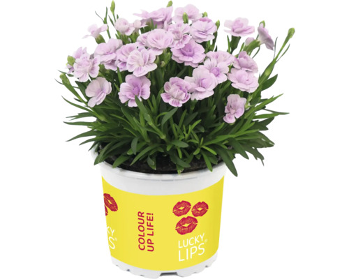 Nelke im Topf mit gelbem Etikett und Lippenmotiven