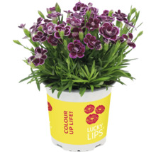 Topfnelke mit dunkelroten Blüten im Topf