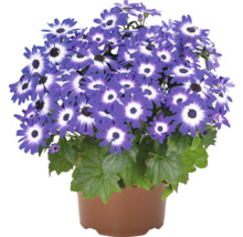 Topf mit Cinerarienblüten