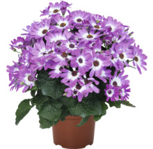 Cineraria im Topf