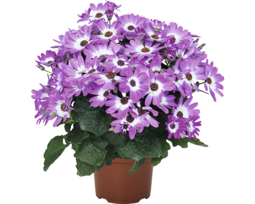 Cineraria im Topf