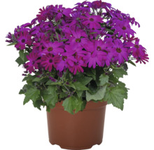 Blütenkorb mit lila Blüten im Topf