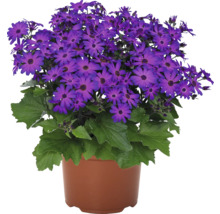 Senetti Pflanze im Topf