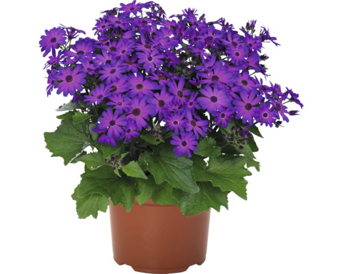 Senetti Pflanze im Topf