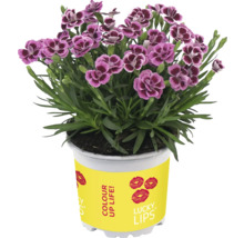 Topfnelke mit purpurfarbenen Blüten im Topf