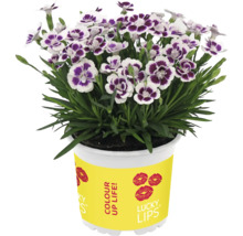 Topf mit Nelkenpflanze mit weißen und violetten Blüten