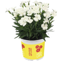 Weiße Nelkenpflanze im Topf