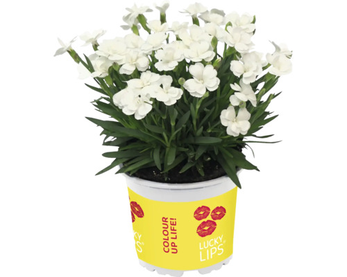 Weiße Nelkenpflanze im Topf