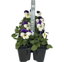 Hornveilchen im Anzuchtbehälter, 10er-Pack