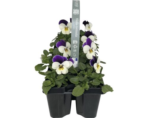 Hornveilchen im Anzuchtbehälter, 10er-Pack