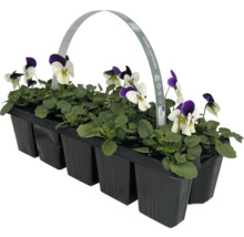 Hornveilchen in einer schwarzen Kunststoffschale