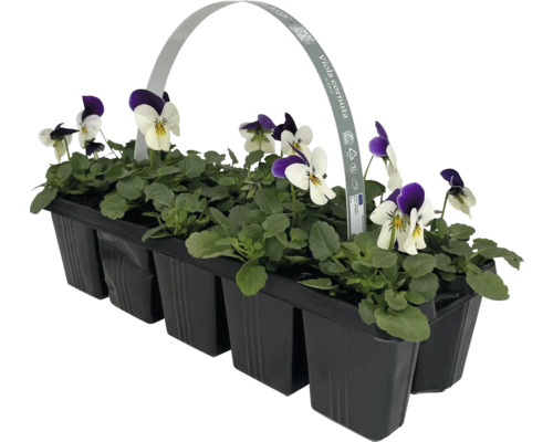 Hornveilchen in einer schwarzen Kunststoffschale