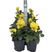 Hornveilchen im Topf