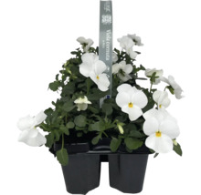 Viola cornuta im Topf, weiße Blüten
