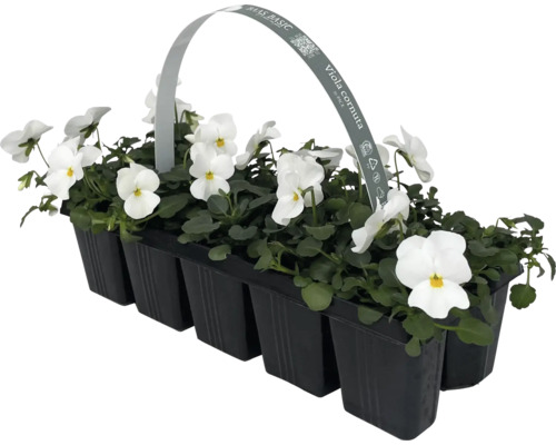 Hornveilchen im 10er-Pack in einer schwarzen Kunststoffverpackung.