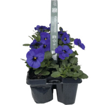 Hornveilchen im 6er-Pack