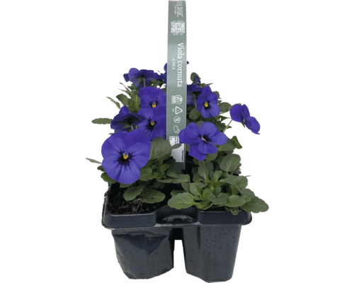 Hornveilchen im 6er-Pack