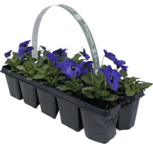 Hornveilchen im Anzuchtbehälter