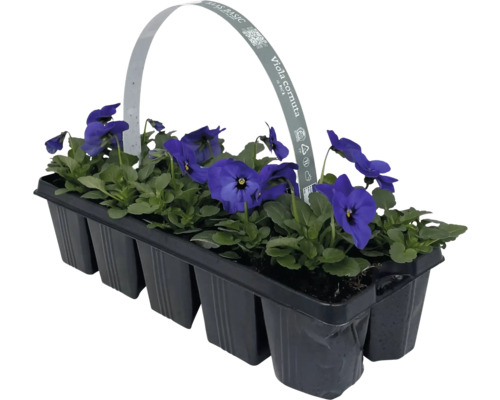 Hornveilchen im Anzuchtbehälter