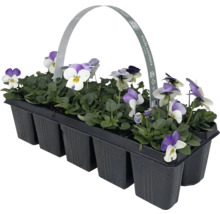 Hornveilchen im Tray mit Tragegriff