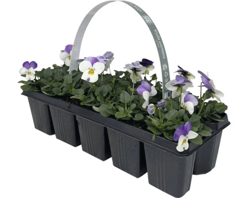 Hornveilchen im Tray mit Tragegriff