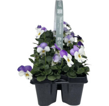 Hornveilchen im Zehnerpack in einer Kunststoffverpackung