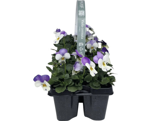 Hornveilchen im Zehnerpack in einer Kunststoffverpackung