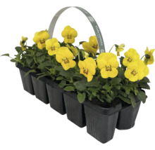 Hornveilchen im Anzuchtbehälter