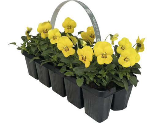 Hornveilchen im Anzuchtbehälter