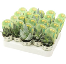 Tablett mit verschiedenen Sukkulenten in Töpfen