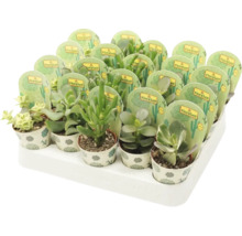 Tablett mit verschiedenen Sukkulenten im Topf